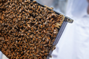 Kvalitný med pochádza od poctivého včelára