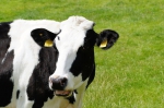 Najlepší šľachtiteľský chov Holsteinského plemena