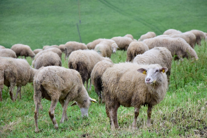 15. ročník školení pre chovateľov oviec a kôz pred novou dojnou sezónou