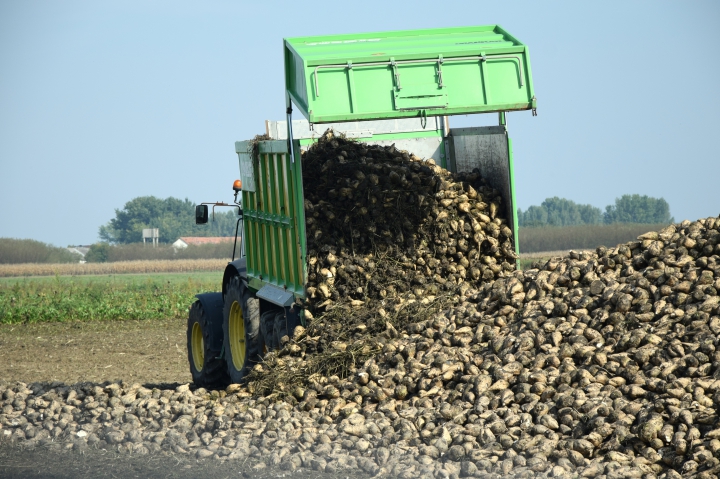 Slovenskí pestovatelia zabojujú s klimatickými zmenami tzv. smart-repami