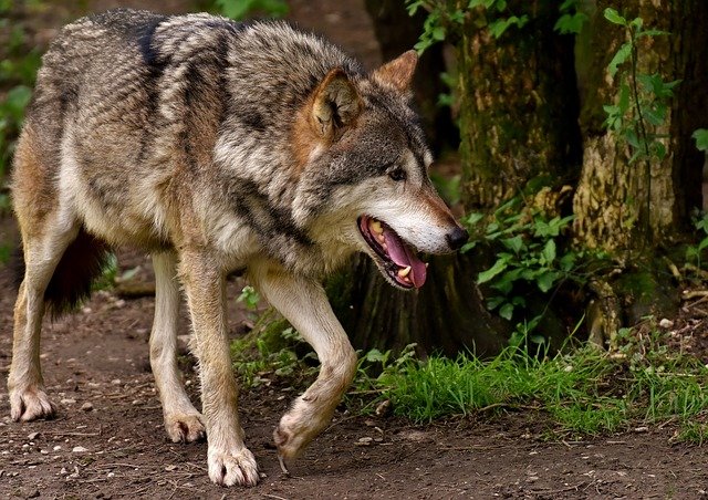 Kvóta lovu vlka dravého 2020/2021