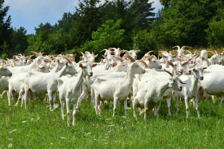 Pracovné skupiny pre ovce a kozy, 3. novembra 2020