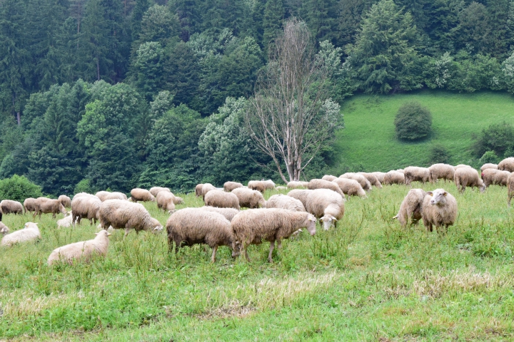 Envirorezort prisľúbil chovateľom oviec kompromis