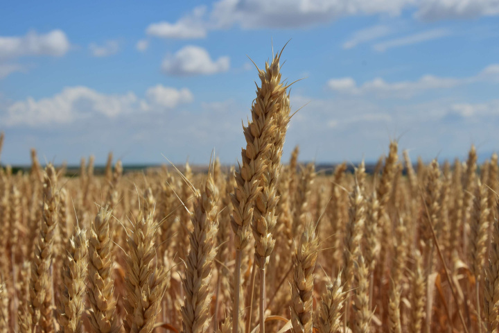 Ceny pšenice sú najvyššie od mája 2011