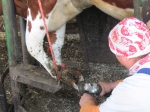 Ošetrovanie paznechtov kráv