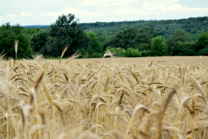 Ukrajinské poľnohospodárske komodity budú ďalej prúdiť do EÚ bez výraznejšej regulácie