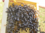 VII. celonárodná včelárska výstava v Banskej Bystrici