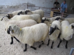 Medziročné zníženie počtu oviec na Slovensku 