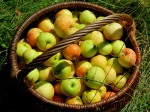 Spotreba ovocia na obyvateľa medziročne vzrástla