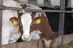 Znižovanie produkcie mlieka v druhom kole a projekt pre prvovýrobcov 