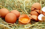 Nakazené holandské vajcia sú už aj na Slovensku