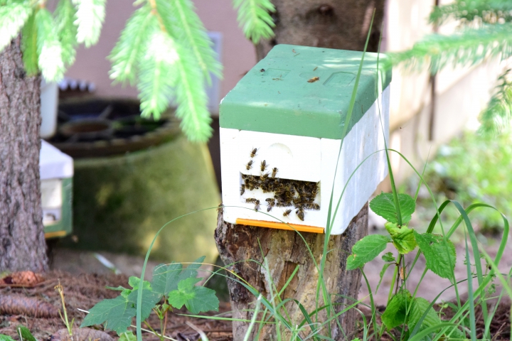 Dohoda včelárov s lesníkmi podporí na Slovensku produkciu medu