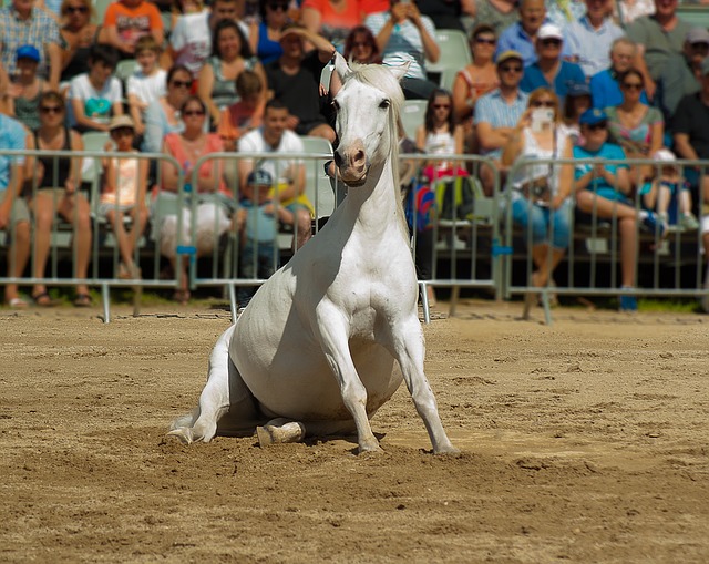 Pracovná skupina pre kone, 9. júla 2019 