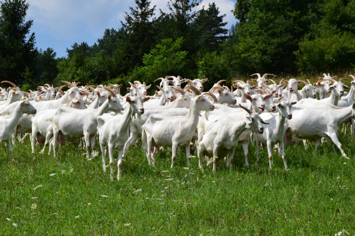 Aktualizované: Usmernenie na zabránenie šírenia koronavírusu v chovoch hospodárskych zvierat
