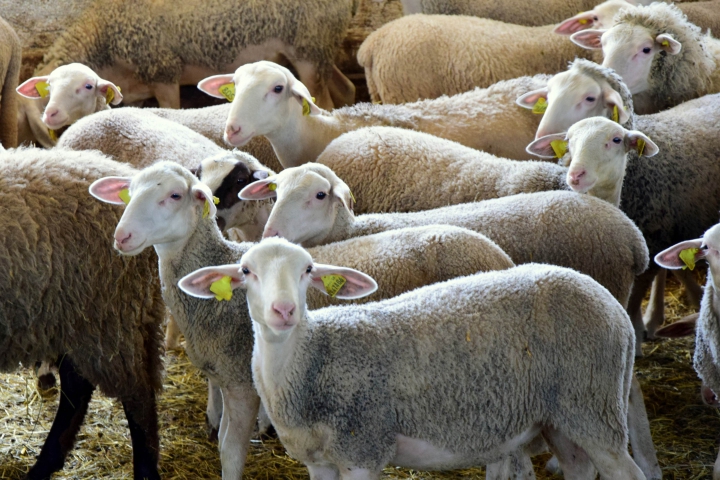 Vplyv Covid-19 na sektory hovädzieho a ovčieho mäsa