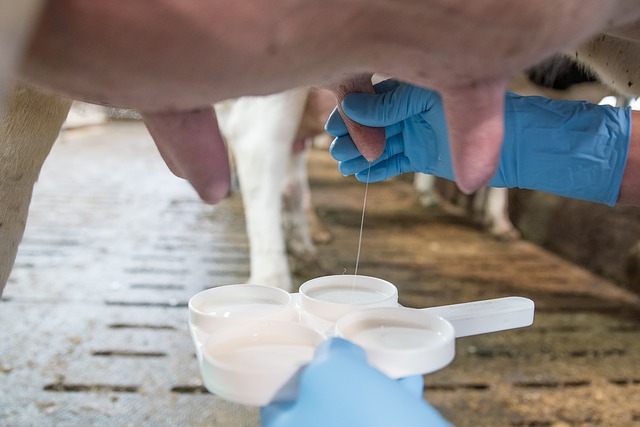 Aj producenti mlieka potrebujú zmeny v Zákonníku práce