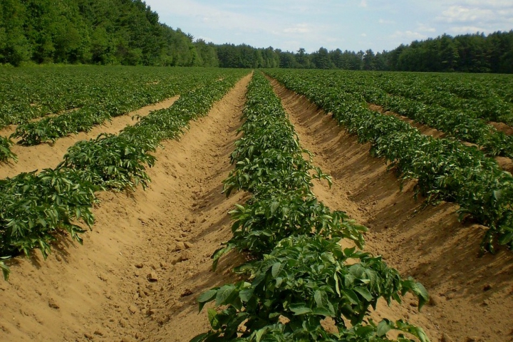 COVID-19 zvyšuje tlak na pestovateľov zemiakov v celej Európe