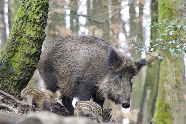 Hlavolam: Mor ošípaných 