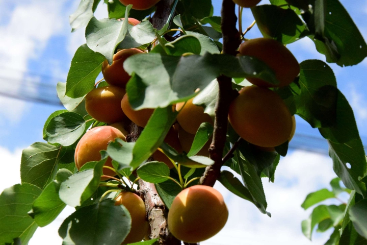 Agropotravinárske zväzy a združenia podporujú výzvu SPPK premiérovi