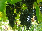 Seminár „Noví škodcovia ovocných drevín a viniča“