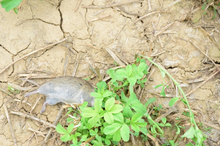 Pripravme sa na ďalšiu vlnu pandémie hraboša poľného