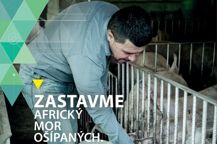 Zastavme africký mor ošípaných