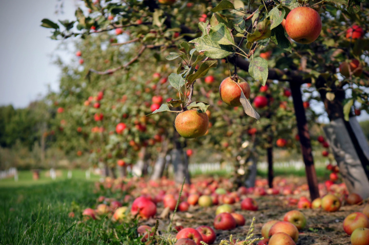 Stihneme úrodu jabĺk pozbierať celú alebo aj tento rok našu kvalitu nahradí horšie jablko z dovozu?