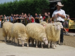 Chovatelia dojčiacich kráv, oviec a kôz môžu podávať žiadosti na dobytčie jednotky 