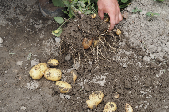 Deň zemiakového poľa - Privítanie novej úrody