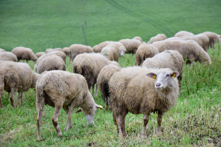 Pozvánka na majstrovstvá SR v strihaní oviec