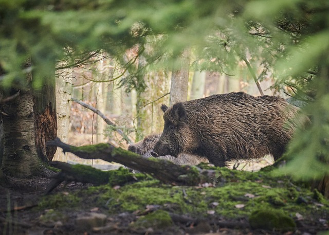 Opatrenia proti šíreniu AMO zaberajú