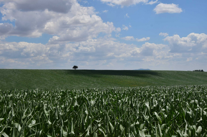 Zostane kukurica na Slovensku perspektívnou plodinou?