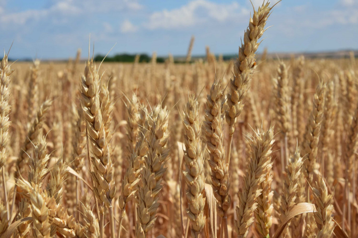Zákaz dovozu agrokomodít z Ukrajiny pomôže domácim poľnohospodárom