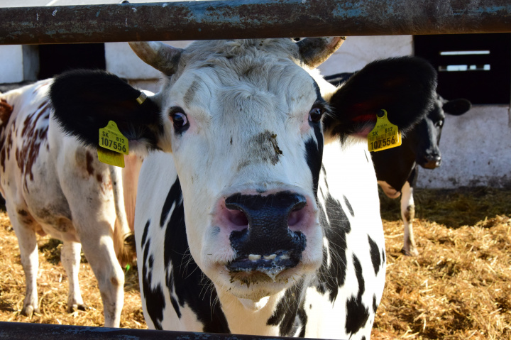 Chovateľské faktory ovplyvňujúce budúcu produkciu mlieka kráv