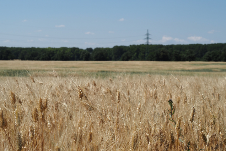 Žatevný monitoring - 25. týždeň (aktuálne k 29.6. 2023)