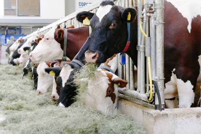 Svetové ceny potravín sú medziročne nižšie o vyše 10 %