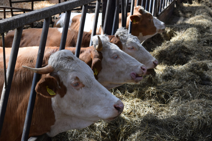 Slovenské mliečne farmy otvoria svoje brány pre širokú verejnosť
