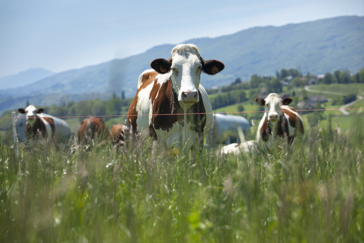 O Deň otvorených dverí na mliečnych farmách je veľký záujem