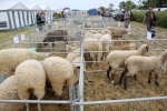 Správa z Medzinárodného ovčiarskeho fóra