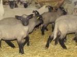 Počty chovu oviec na Slovensku neklesajú