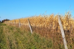 Moratóriá európskych krajín na pestovanie GMO