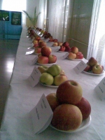 Výstava jabĺk